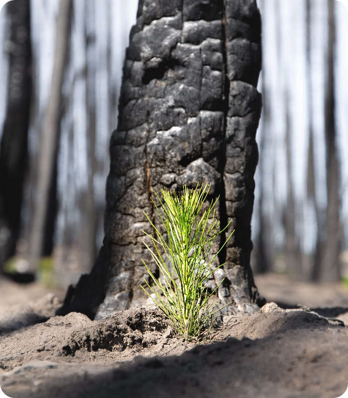 One Tree Planted