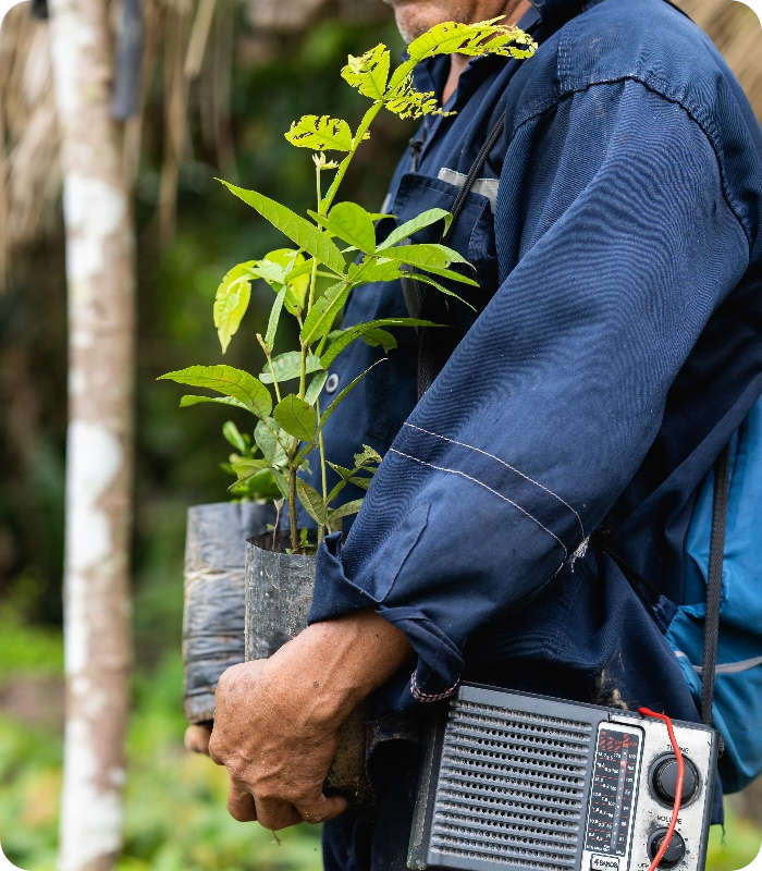 One Tree Planted